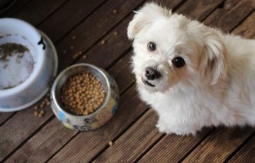Výběr krmiva pro psy, na co se zaměřit