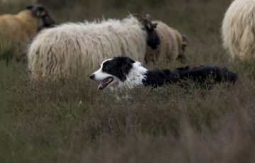 Pasení ovcí, Border Kolie